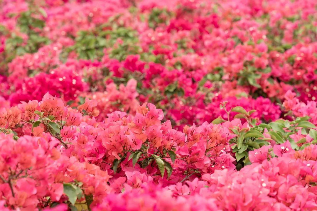 1747295665974262.jpg 1.jpg